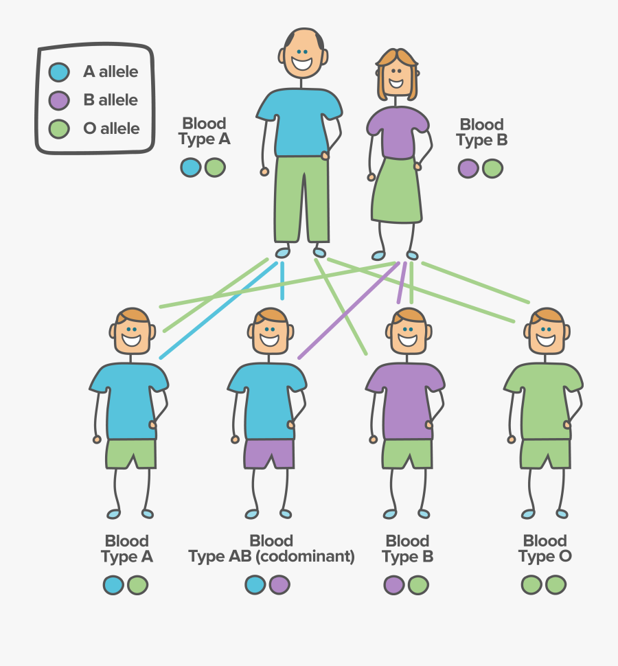 Twins Clipart Inherited Trait - Gene Environment Interaction Examples, Transparent Clipart