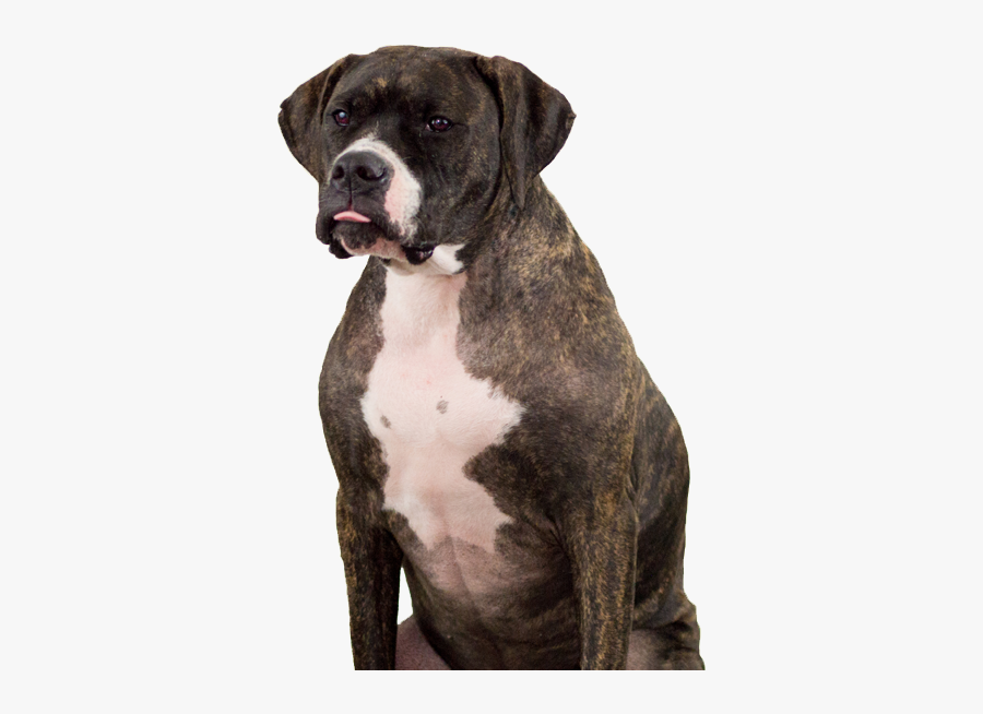 Clip Art Adopt Don T Shop - Boxer, Transparent Clipart