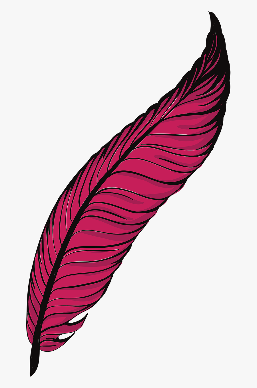Pen Feathers Bird Animal Png Image Clipart , Png Download - Feather, Transparent Clipart