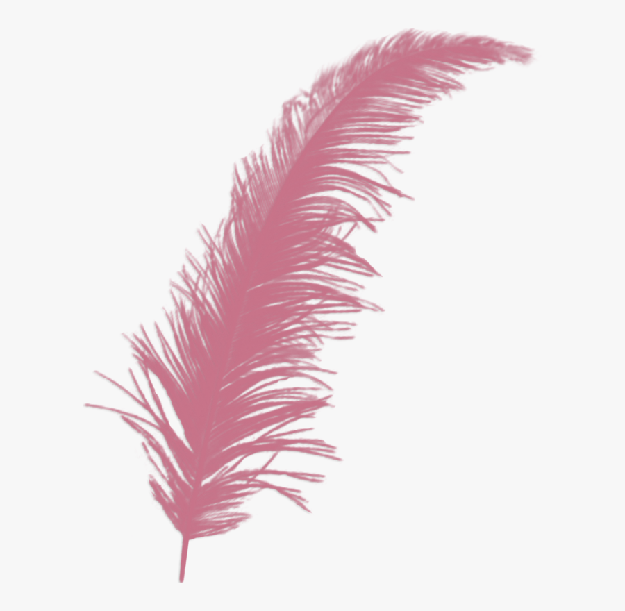Wheat Clipart Feather - Golden Feather Png, Transparent Clipart
