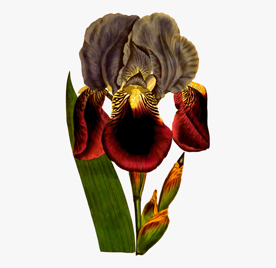 Northern Blue Flag, Transparent Clipart