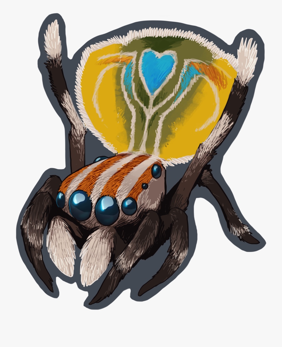 Here’s A Cute Peacock Spider To Make The Bad Feelings - Male Peacock Spider Png, Transparent Clipart