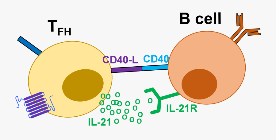 Tfh And B Cells, Transparent Clipart