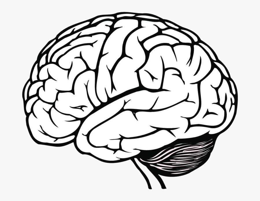 Brain Best Clipart Black And White Clipartion Transparent - Brain Drawing, Transparent Clipart