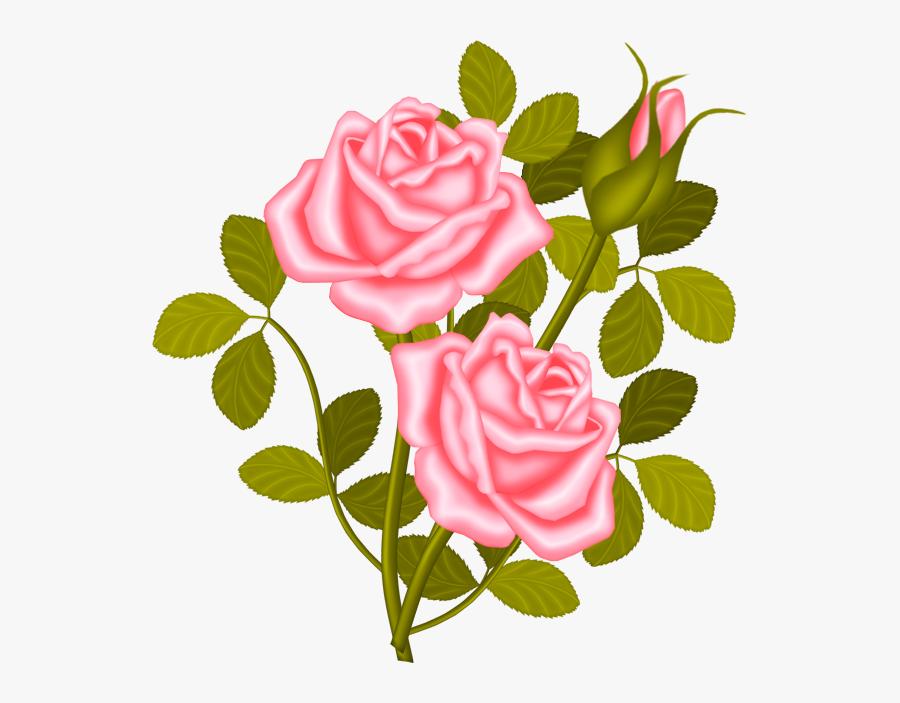 Rose Shrub Plant Clip Art - Rose Plant Clipart, Transparent Clipart