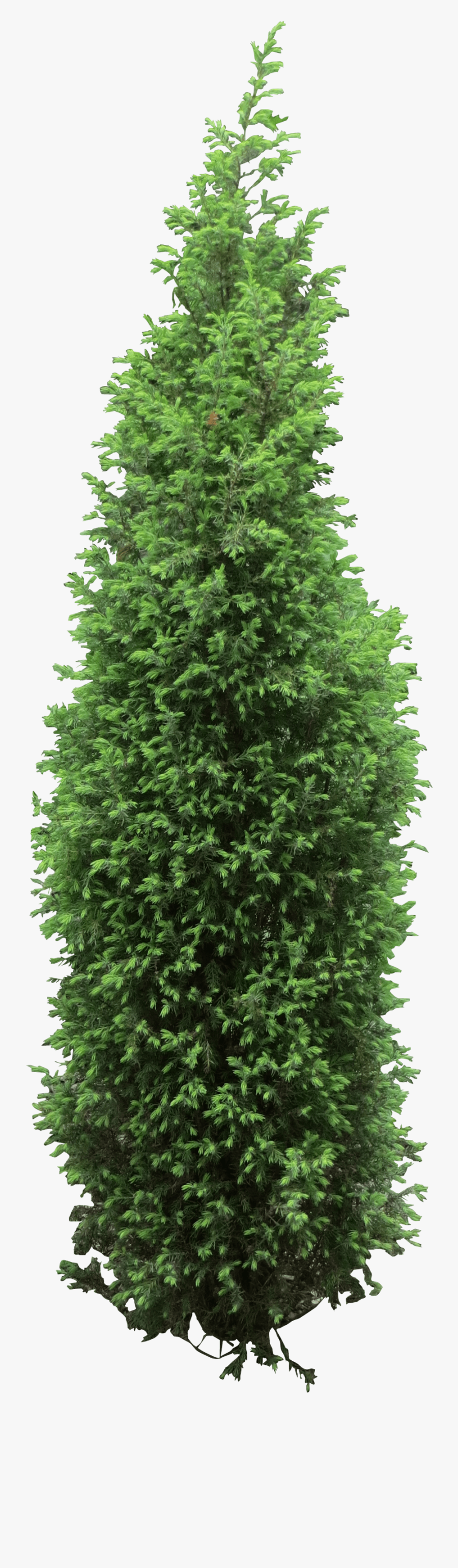 9 Foot Pencil Christmas Tree, Transparent Clipart