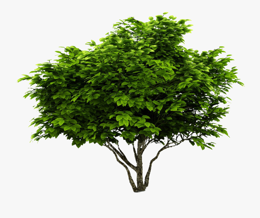 Tree With White Background, Transparent Clipart
