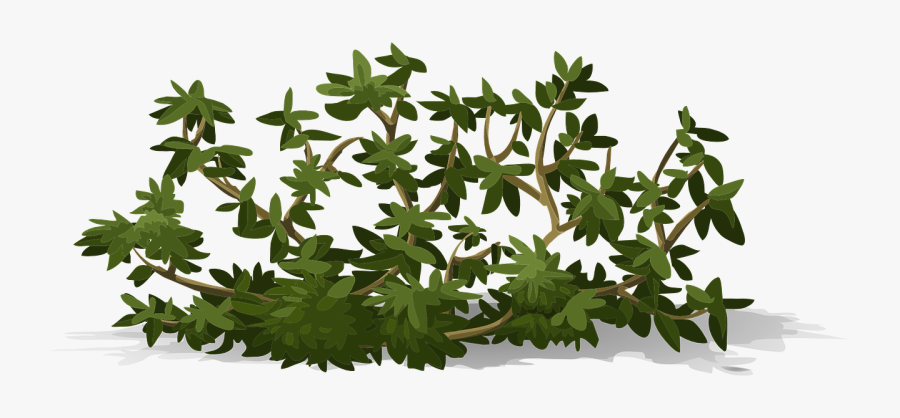 Bush Leaves Shrub Free Picture - Png Leaves Bush, Transparent Clipart