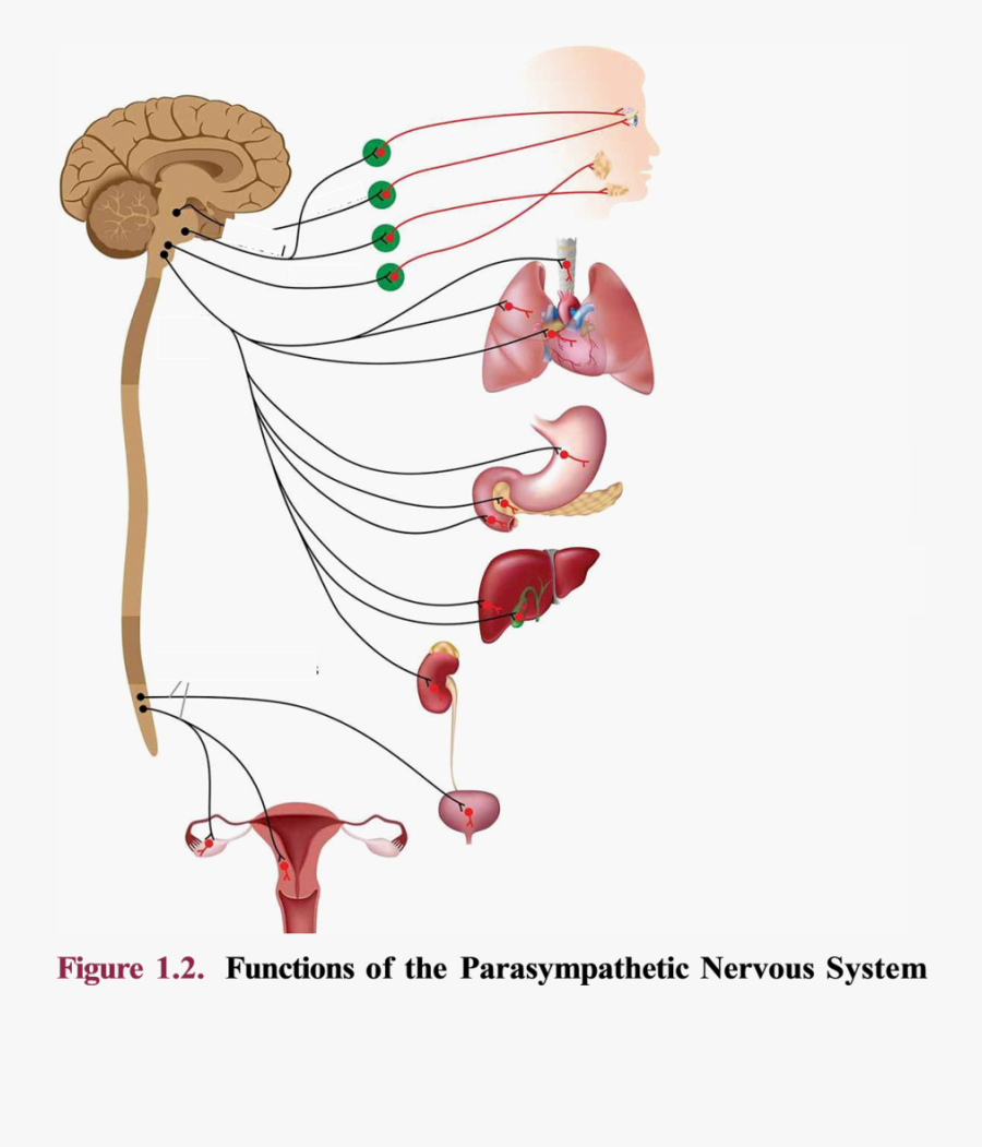 Parasympathetic Nervous System Mcat, Transparent Clipart