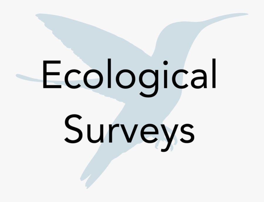 Picture, Transparent Clipart