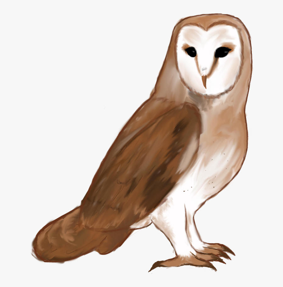 Barn Owl, Transparent Clipart