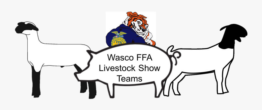 Show Goat, Transparent Clipart