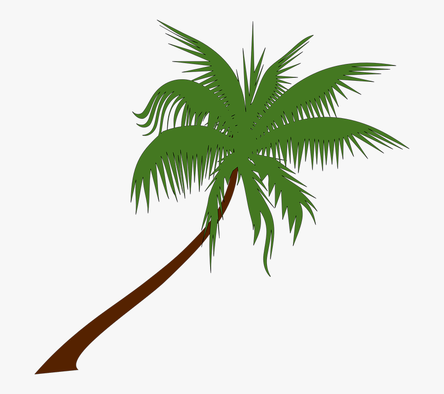 Palm Tree, Coconut, Palm, Tree, Tropical, Palm Leaves - Transparent Vector Palm Tree, Transparent Clipart