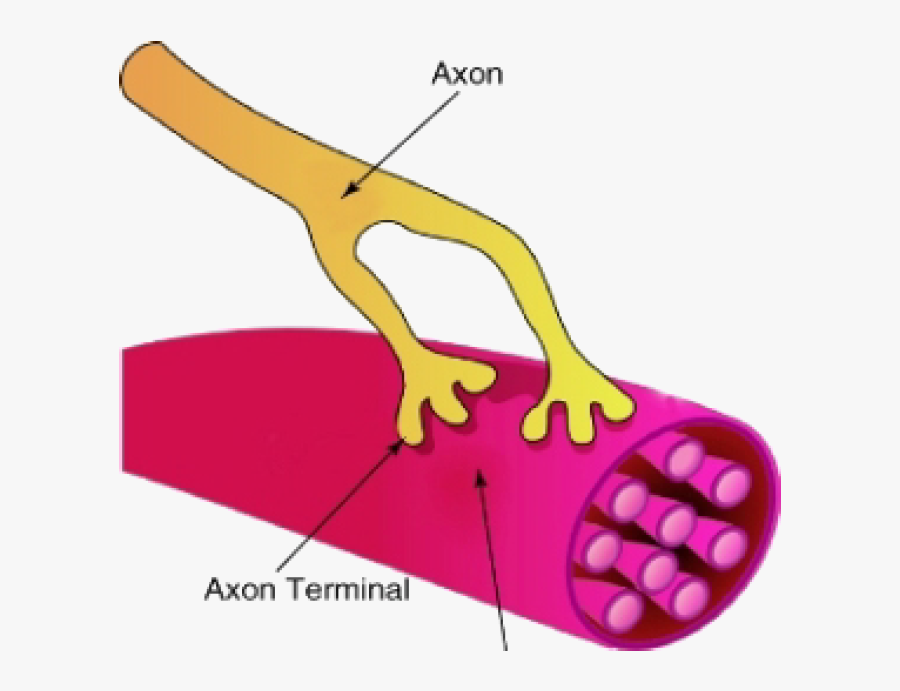 Somatic Nervous System Neuromuscular Junction, Transparent Clipart