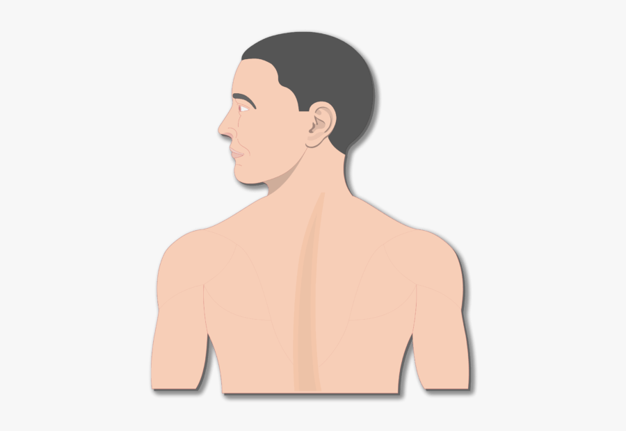 An Image Of The Body Showing The Head And The Back - Divisions Of The Nervous System Gifs, Transparent Clipart