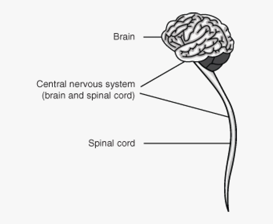 Does Mushroom Affect The Nervous System , Free Transparent Clipart