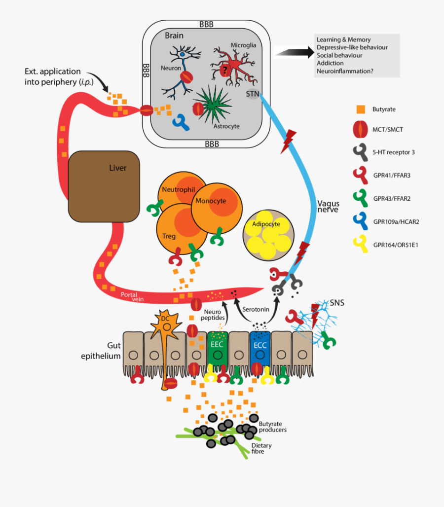 Schematic Summary Of Butyrate Effects On Host Physiology - Butyrate Function, Transparent Clipart