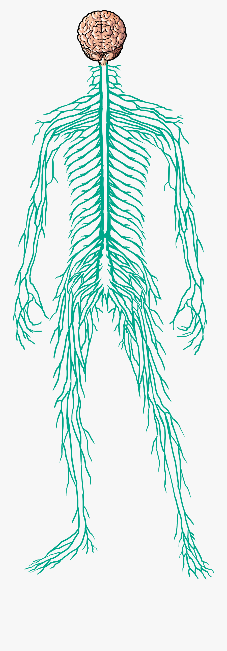 Nervous System Transparent Background, Transparent Clipart