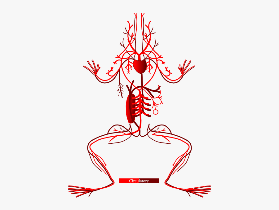 Layers - Circulatory System Leg Of Frog, Transparent Clipart