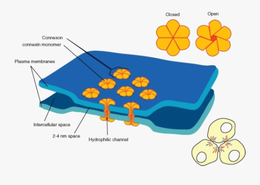 Gap Junctions, Transparent Clipart