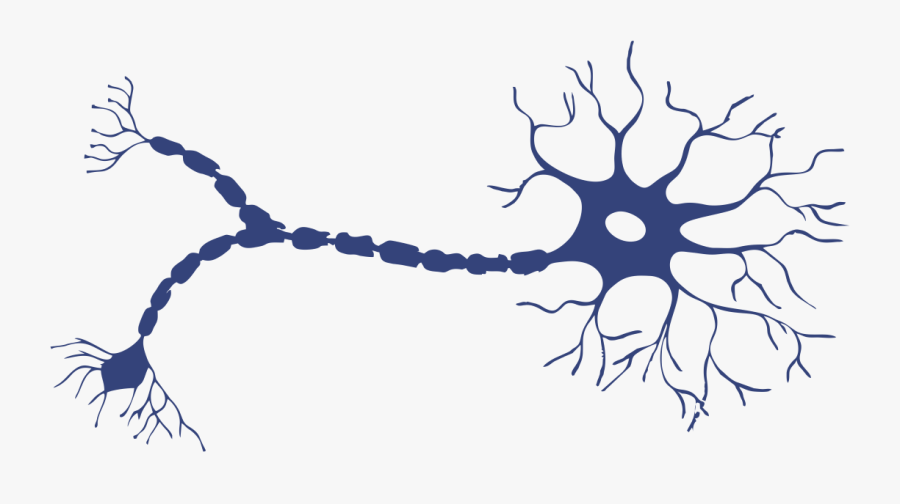 Como funciona una neurona