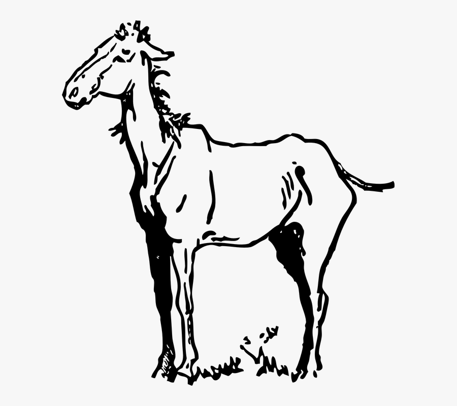 Horse, Thin, Skinny, Farm, Animal, Standing, Old - Old Horse Clip Art, Transparent Clipart