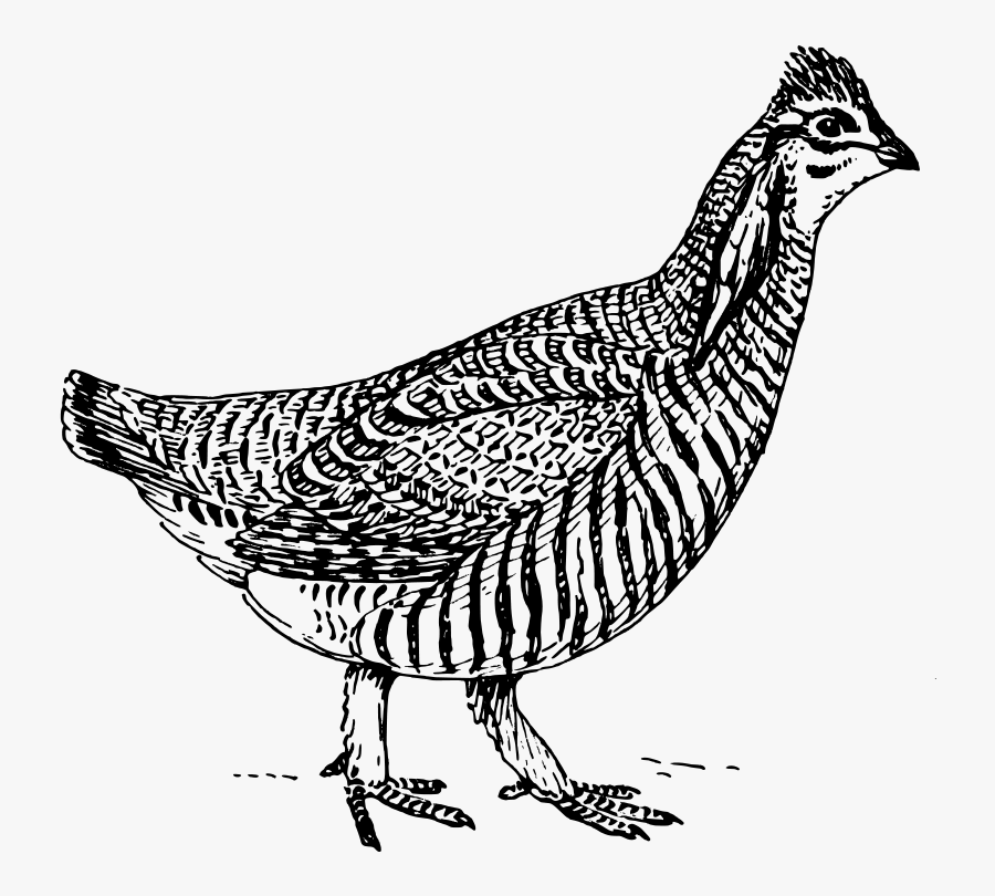 Free Vector Prairie Chicken - Prairie Chicken Coloring Page, Transparent Clipart