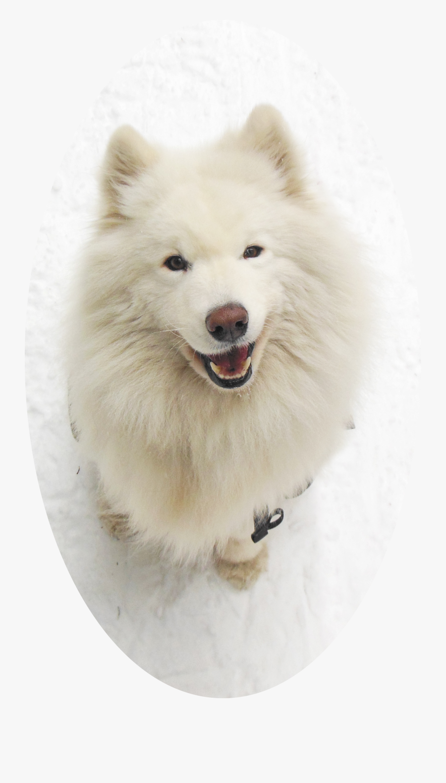 Dog Cat"
 Class="service Image - Japanese Spitz, Transparent Clipart