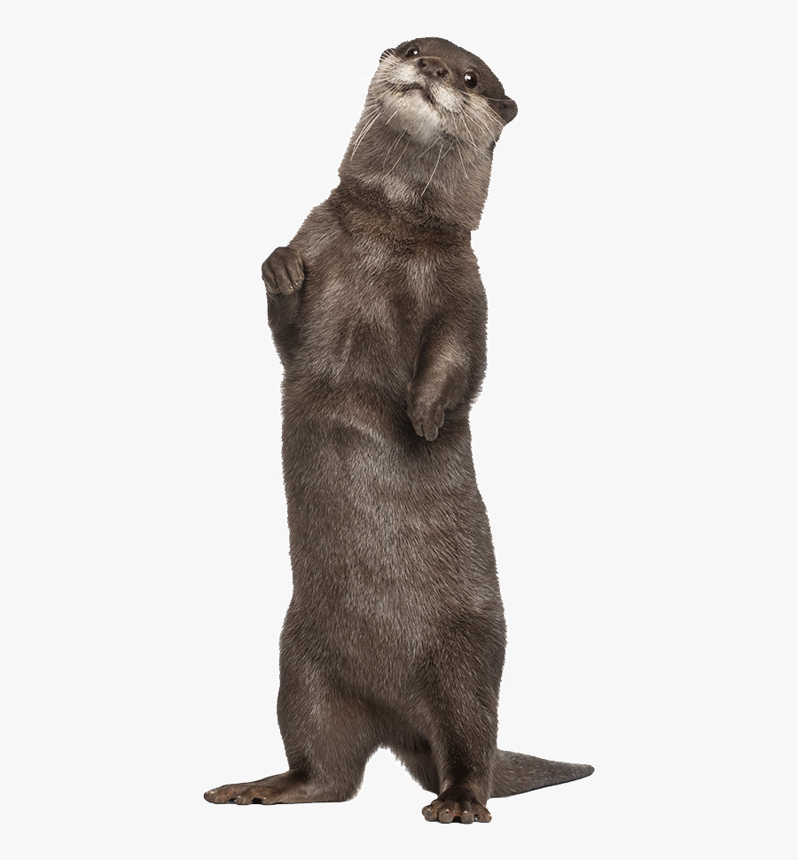 Squirrel Drinking A Slurpee, Transparent Clipart