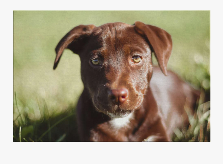 Labrador Retriever, Transparent Clipart