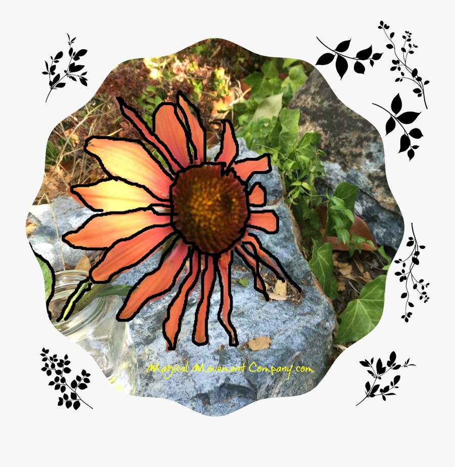 Sunflower, Transparent Clipart
