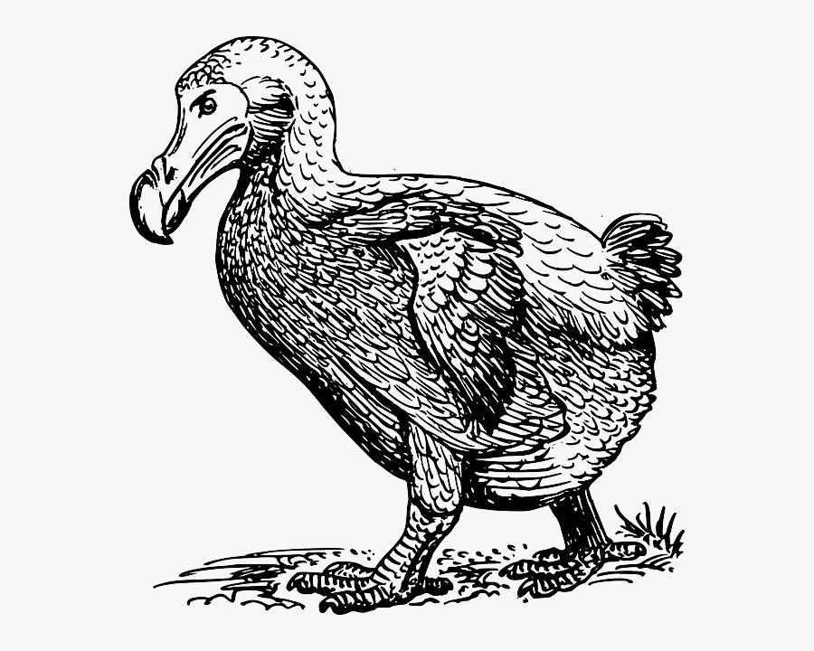 Dodo Walking Clip Arts - Sketch Of Dodo Bird, Transparent Clipart