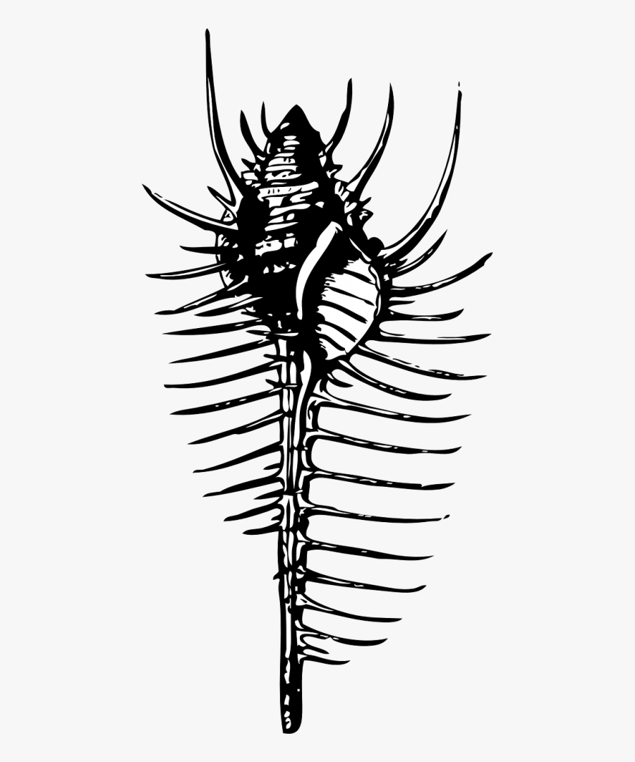 Shell Comb Spikes - Shell Diagram Of Murex, Transparent Clipart