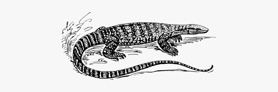 Graphics Of Black And White Lizard In Nature - Monitor Lizard Black And White, Transparent Clipart