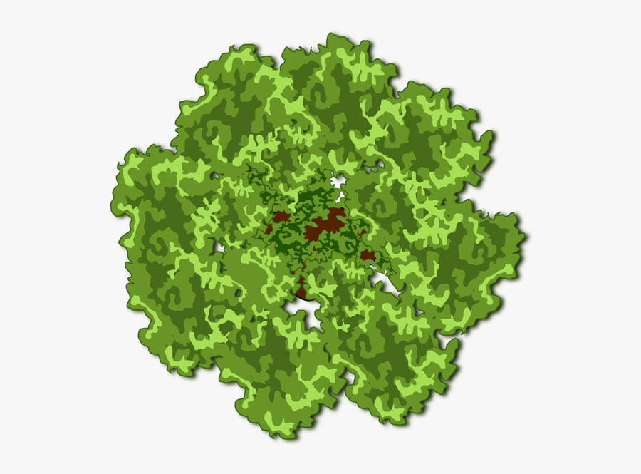 Tree Top Clipart - Portable Network Graphics, Transparent Clipart