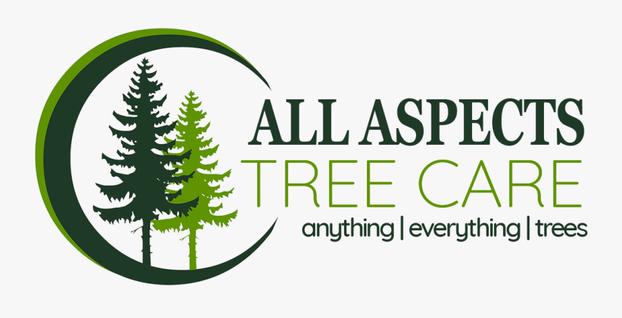 Pine, Transparent Clipart