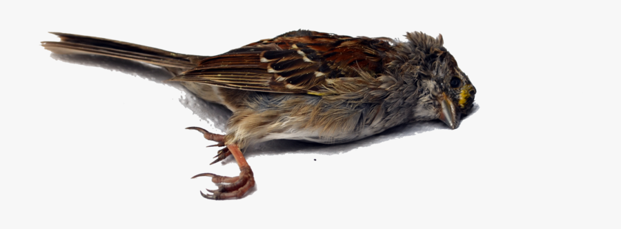 Dead Bird Transparent Background, Transparent Clipart