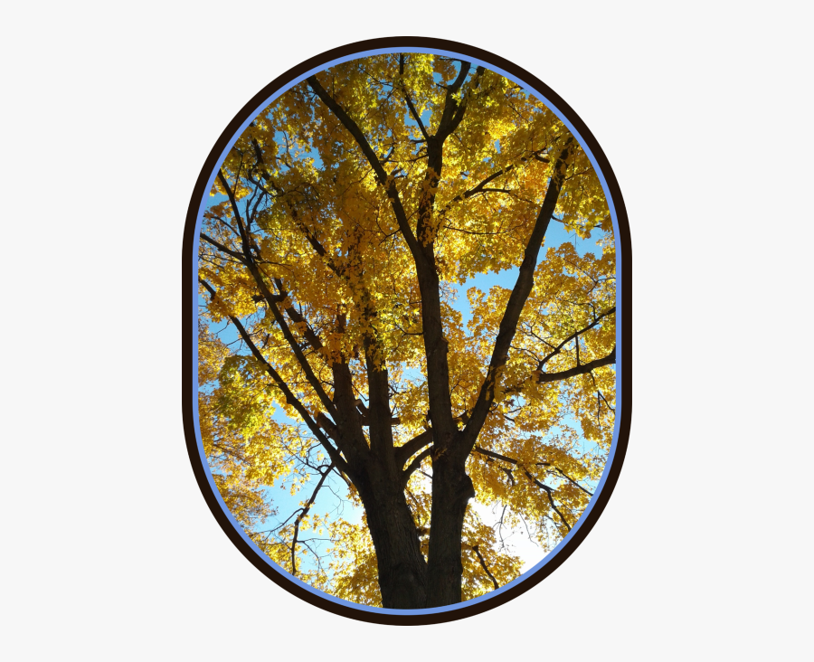 2018 10 22 Yellow Tree - Circle, Transparent Clipart