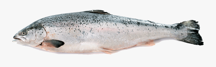 Salmon Fish Front, Transparent Clipart