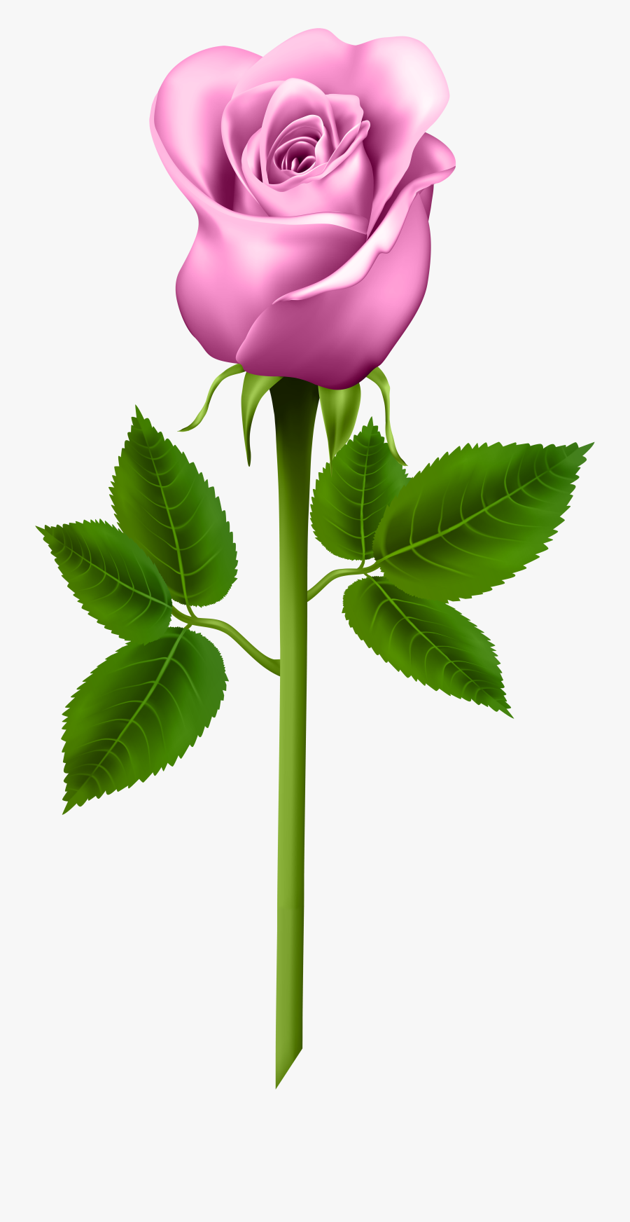 Rose Clipart, Blue Roses, Orange Roses, Flower Pictures, - Good Morning Flowers Rose Hd, Transparent Clipart