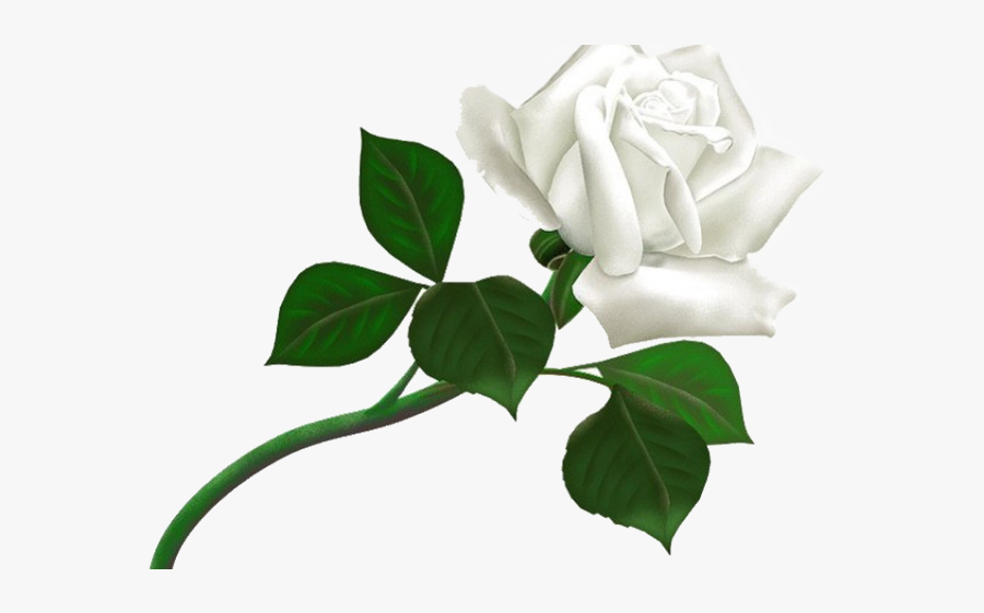 Transparent Background White Roses Clipart, Transparent Clipart