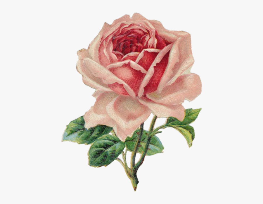 Pink Rose Clipart Png Tumblr - Vintage Rose, Transparent Clipart
