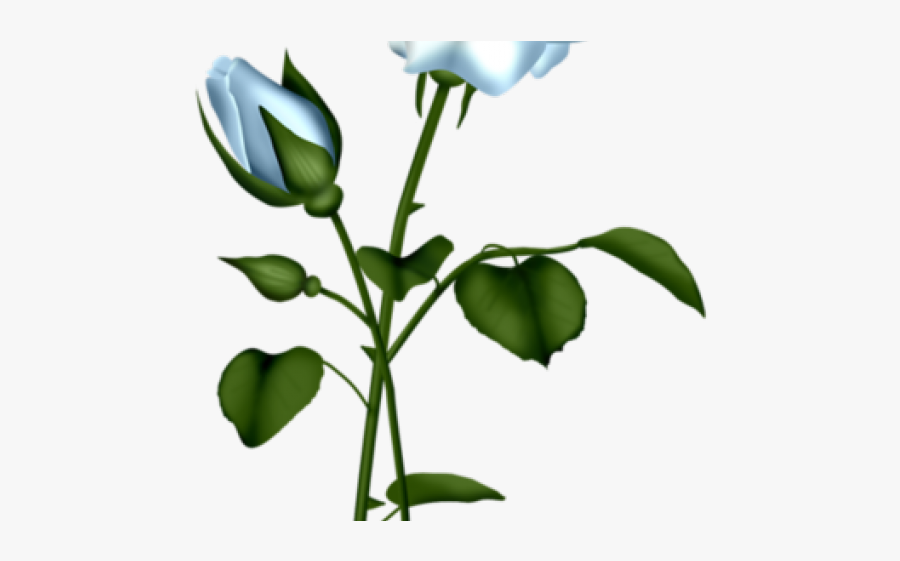 Light Blue Rose Transparent, Transparent Clipart