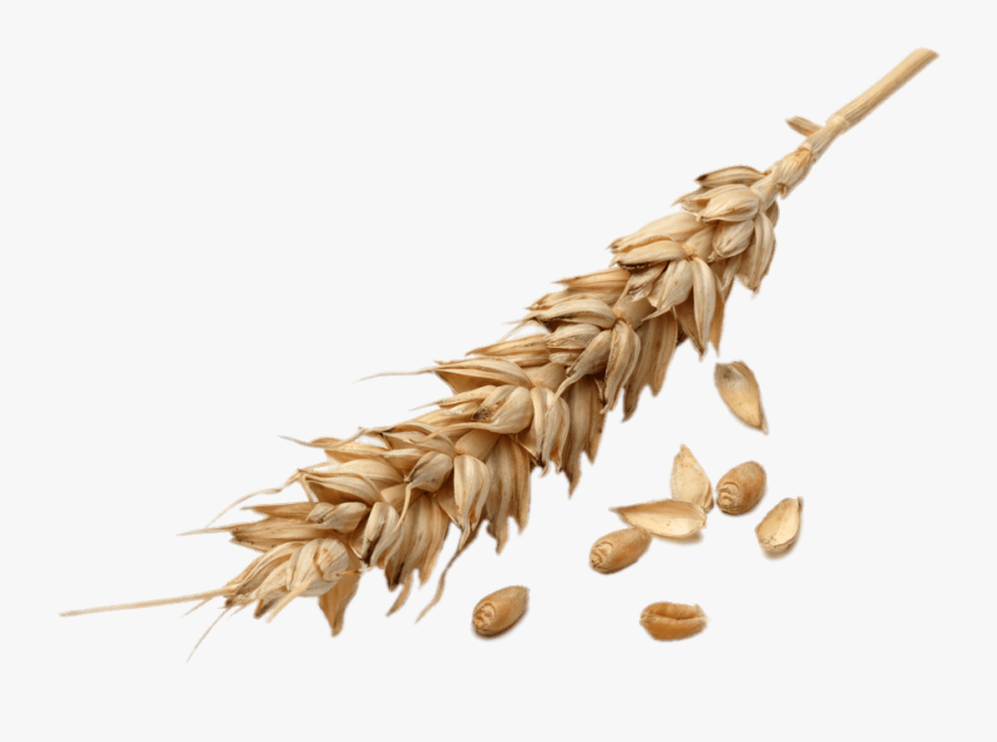 Wheat Spike - Wheat Grains Png, Transparent Clipart