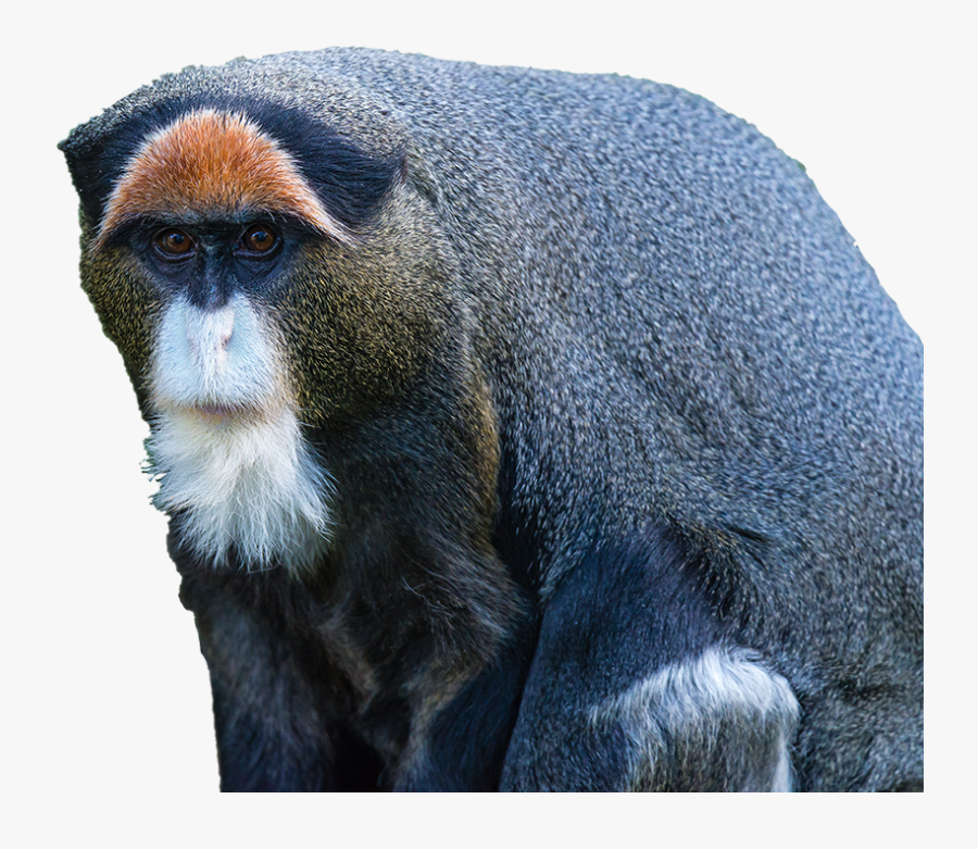 Clip Art Image Monkey - De Brazza's Monkey Png, Transparent Clipart