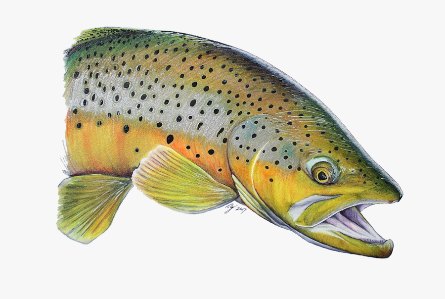 Trout-png - Clip Art, Transparent Clipart