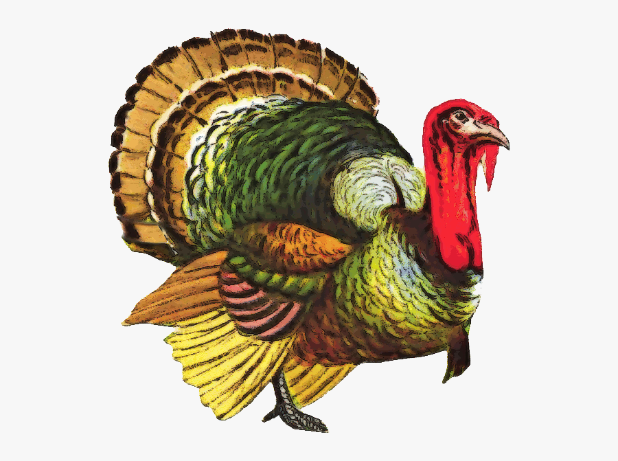 Turkey Png Images, Transparent Clipart