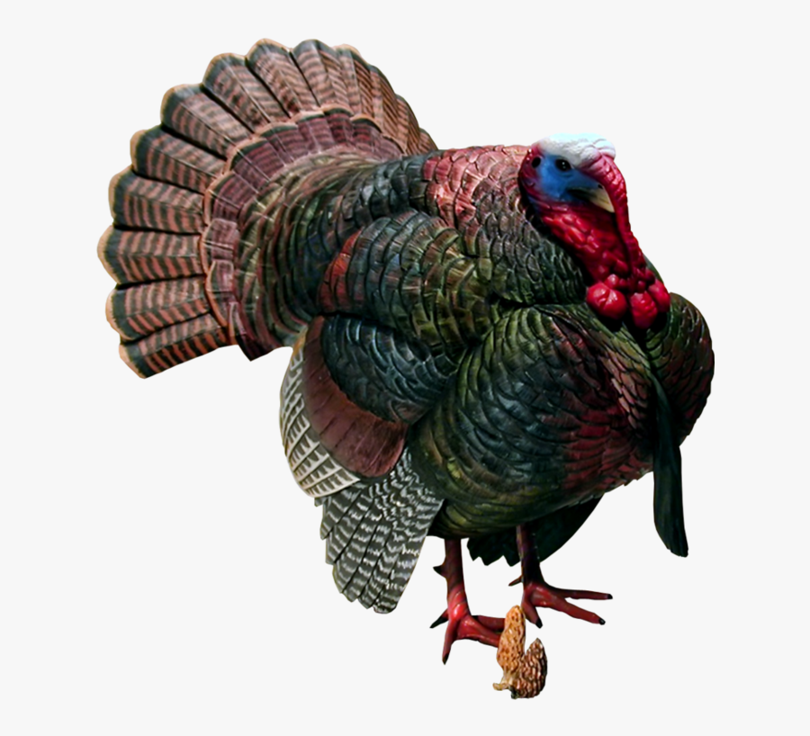 Turkeys Clipart Wild Turkey, Transparent Clipart