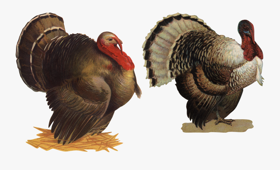 Turkey Bird Png, Transparent Clipart