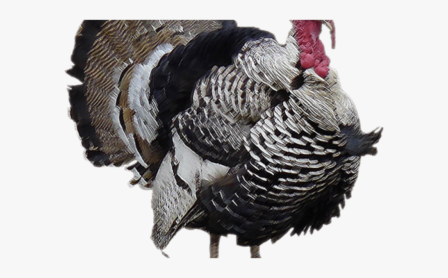 Turkey Bird Png Transparent Images, Transparent Clipart